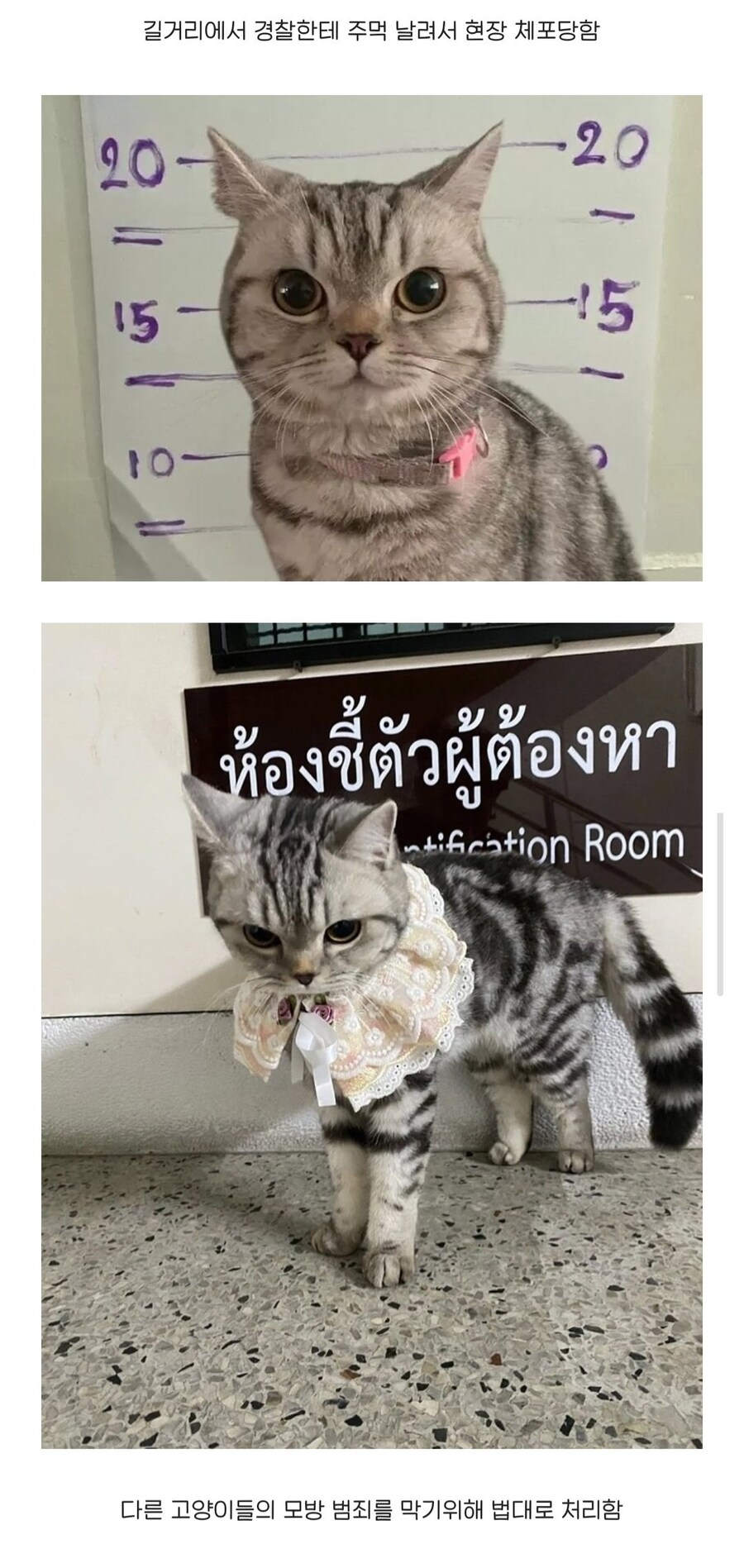 태국에서 난리난 경찰관 폭행범 머그샷 ㄷㄷ_1.jpg