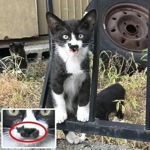 고양이와 코양이_1.jpg