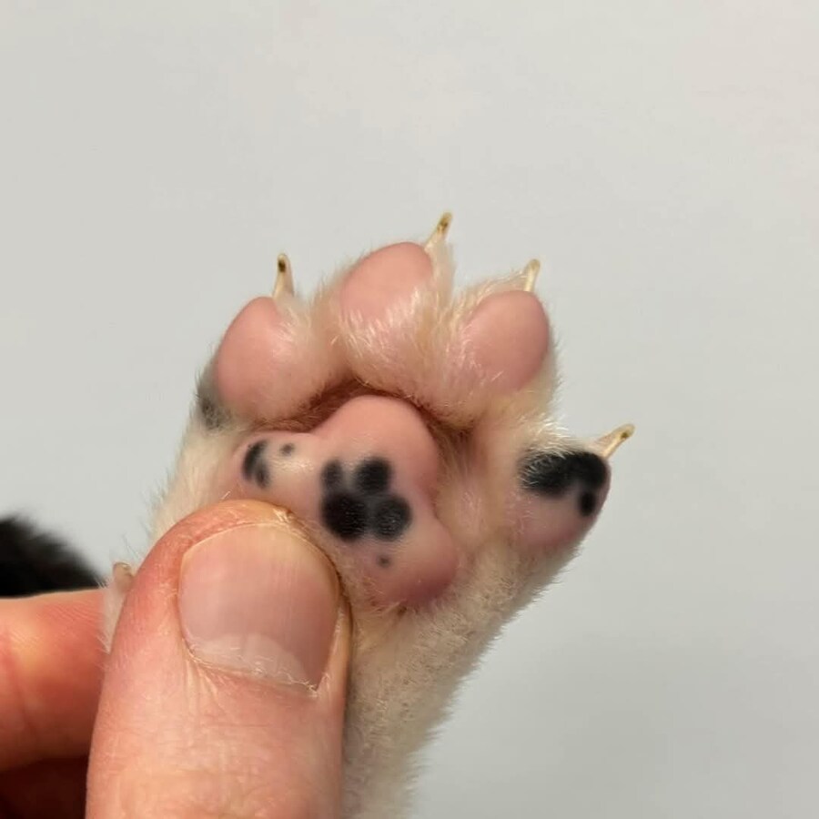 고양이와 코양이_2.jpg