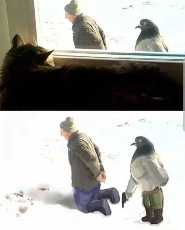 한겨울에 비둘기가 노인을 처형하는걸 지켜보는 고양이 짤_1.png