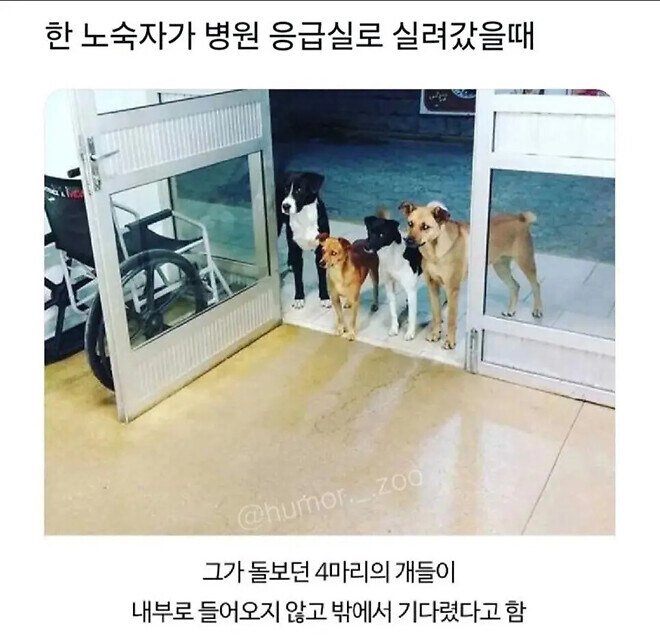 ? : 우리 쥬인님 괜찮은거 맞죠?_1.jpg