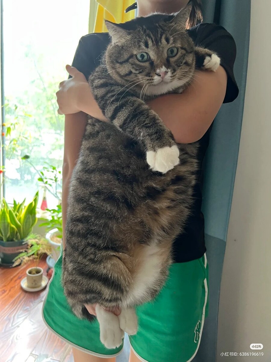 길쭉하고 푸짐한 고양이 한짐_1.jpg