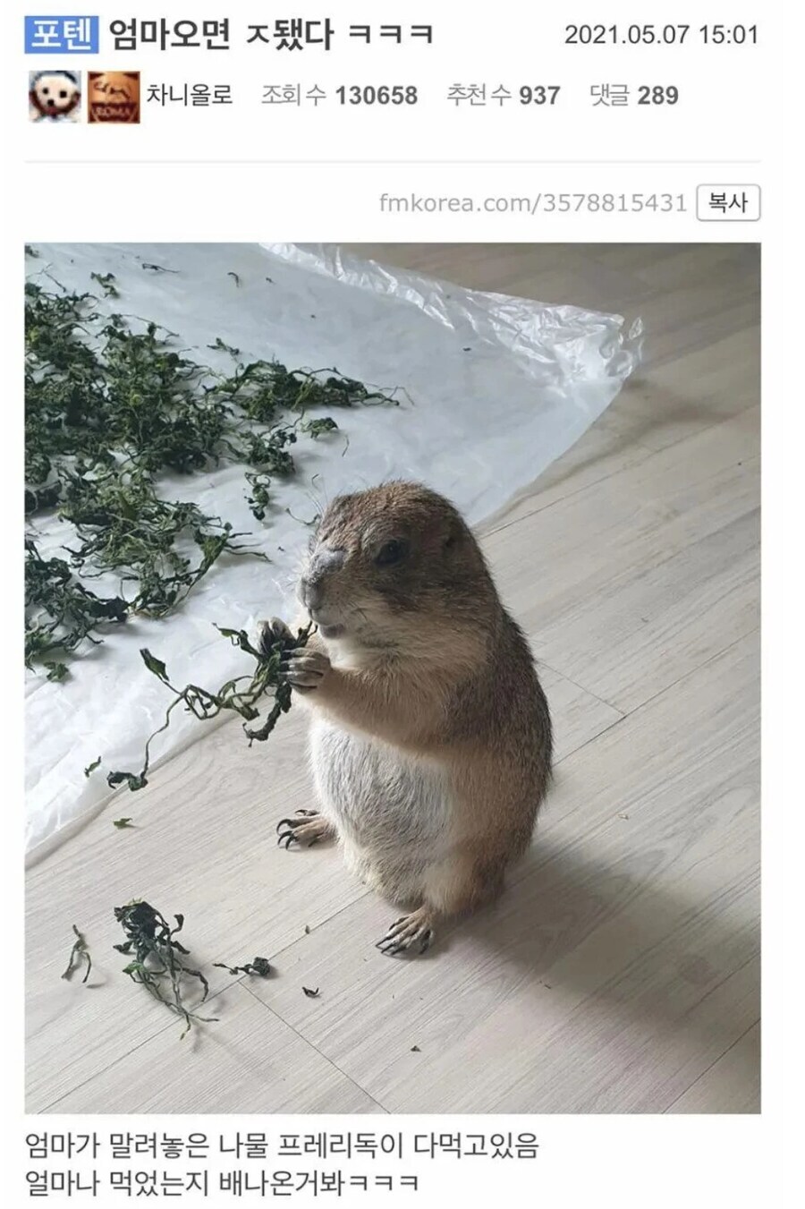 ㅈ됐는데 개재밌음ㅋㅋ .jpg_1.jpg