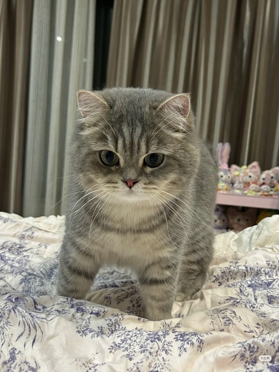 고양이, 네 발로 침대에 서다 _1.jpg