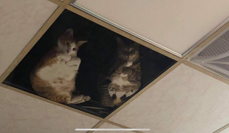 가게 천장에 유리천장이 설치되어 있어요.jpg_2.jpg