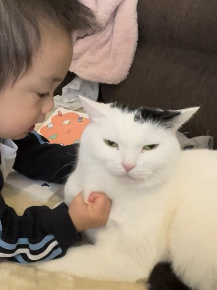 멱살잡힌 고양이.jpg_1.jpg