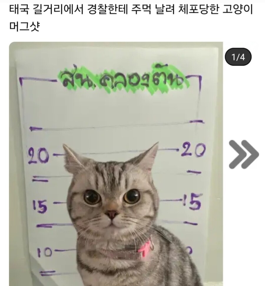 태국 길거리에서 경찰한테 주먹질해 체포된 고양이_1.jpg