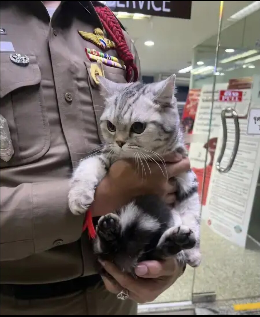 태국 길거리에서 경찰한테 주먹질해 체포된 고양이_2.jpg