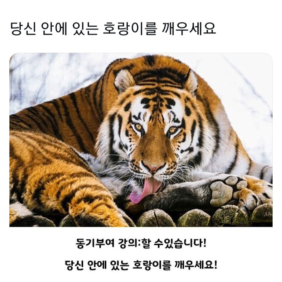당신 안에 있는 호랑이를 깨우세요!_1.jpg