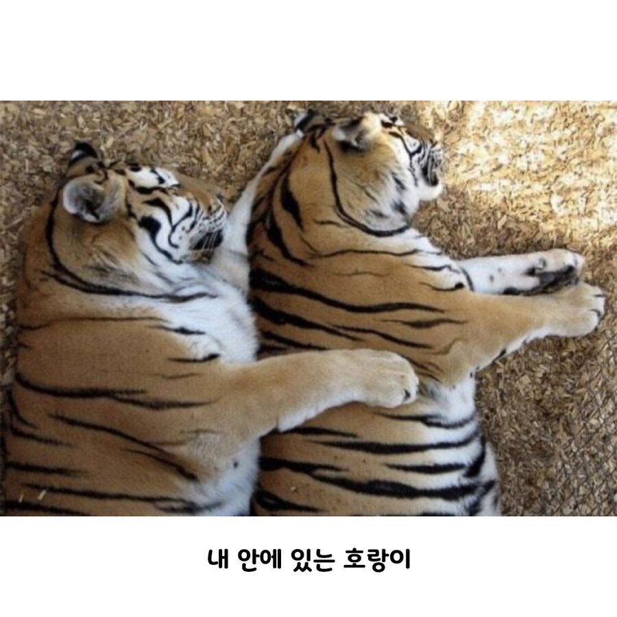 당신 안에 있는 호랑이를 깨우세요!_2.jpg