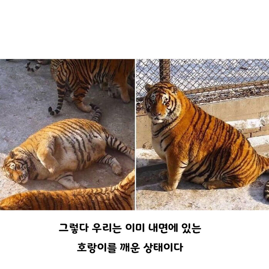 당신 안에 있는 호랑이를 깨우세요!_4.jpg