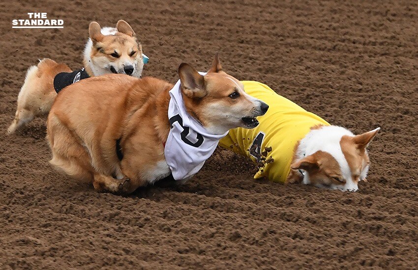 폭력적인 개 경주.jpeg_3.png