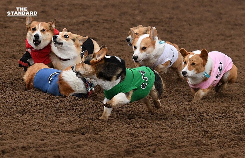 폭력적인 개 경주.jpeg_5.png