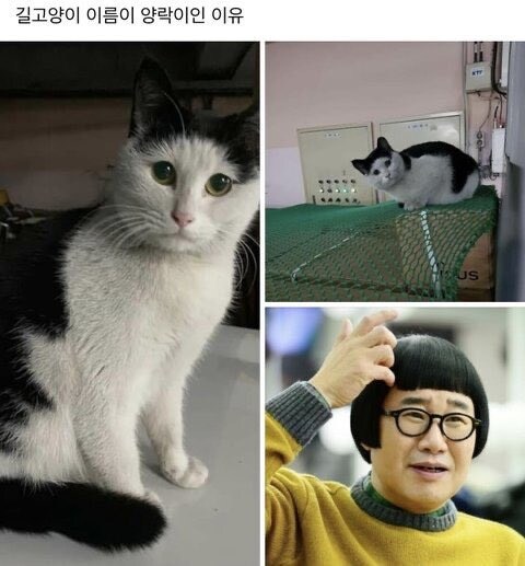 길고양이 이름이 최양락인 이유_1.jpg