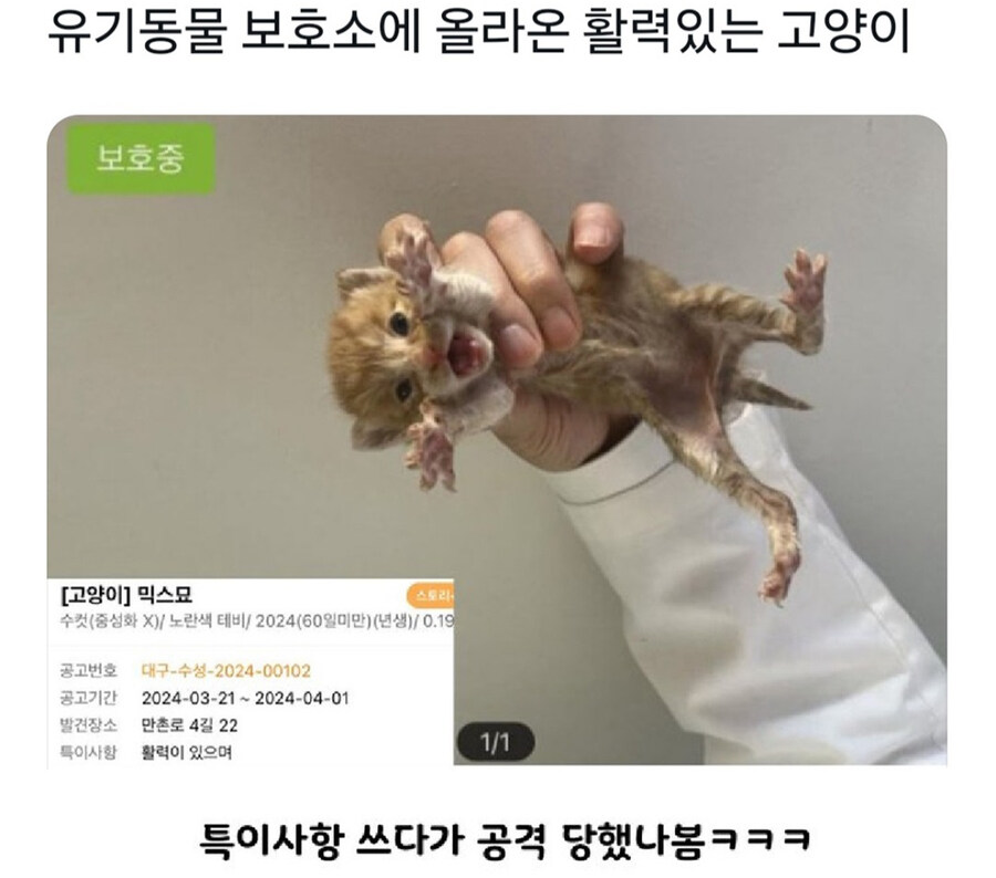 활력이 넘치는 고양이_1.jpg