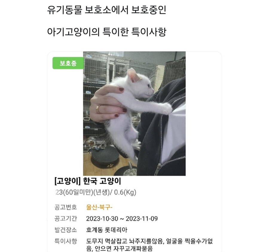 활력이 넘치는 고양이_2.jpg