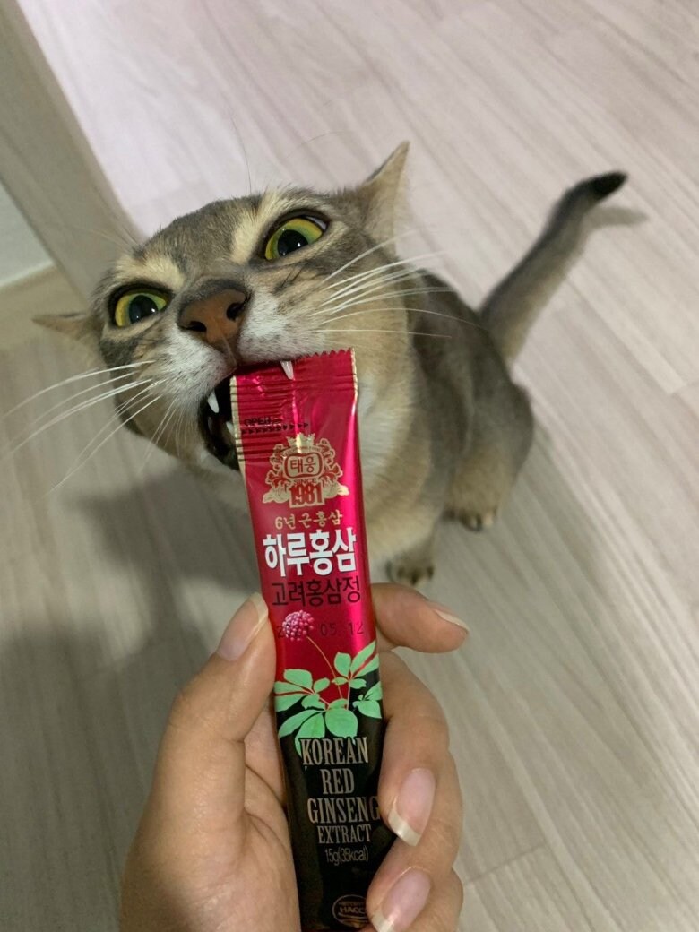 집사야?..._2.jpg