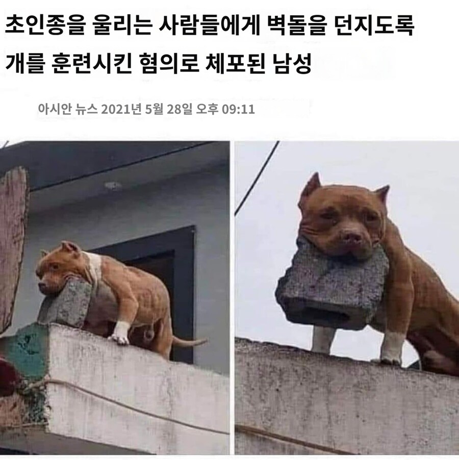 잘못된 강아지 훈련_1.jpg