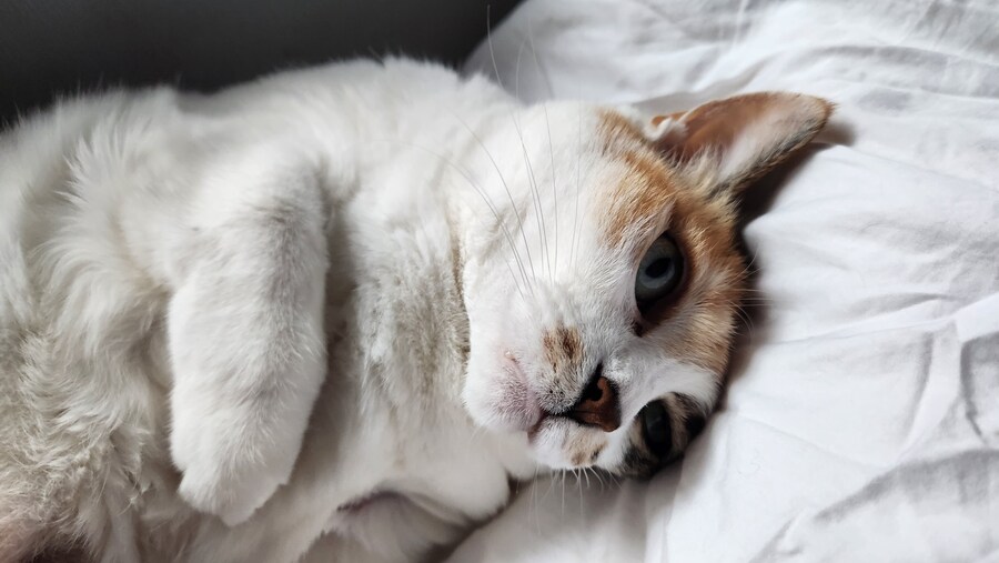 우리집 고양이 보구가_4.jpg