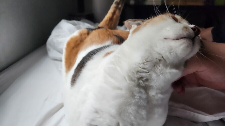 우리집 고양이 보구가_8.jpg