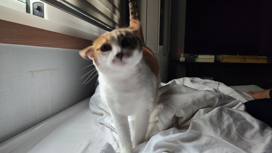 우리집 고양이 보구가_7.jpg
