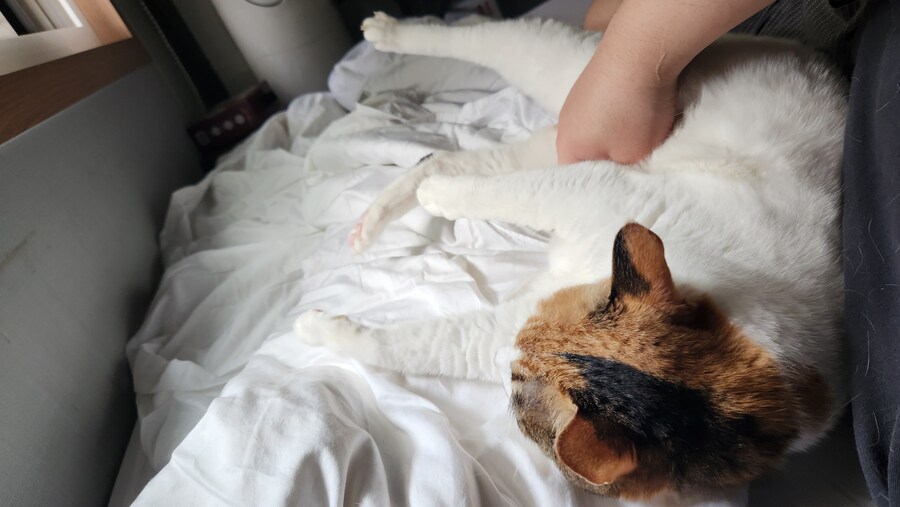 우리집 고양이 보구가_9.jpg