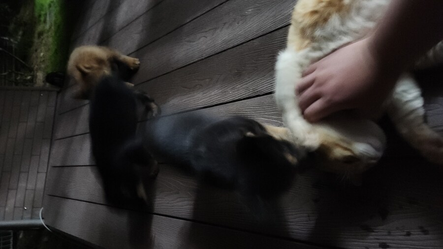 우리집 고양이 보구가_11.jpg