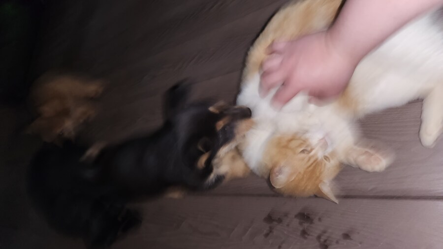 우리집 고양이 보구가_12.jpg