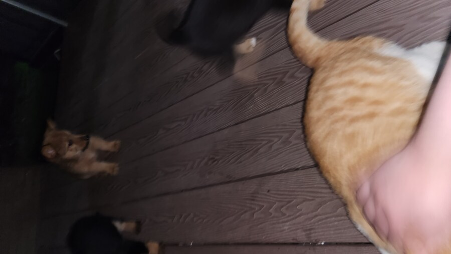 우리집 고양이 보구가_13.jpg