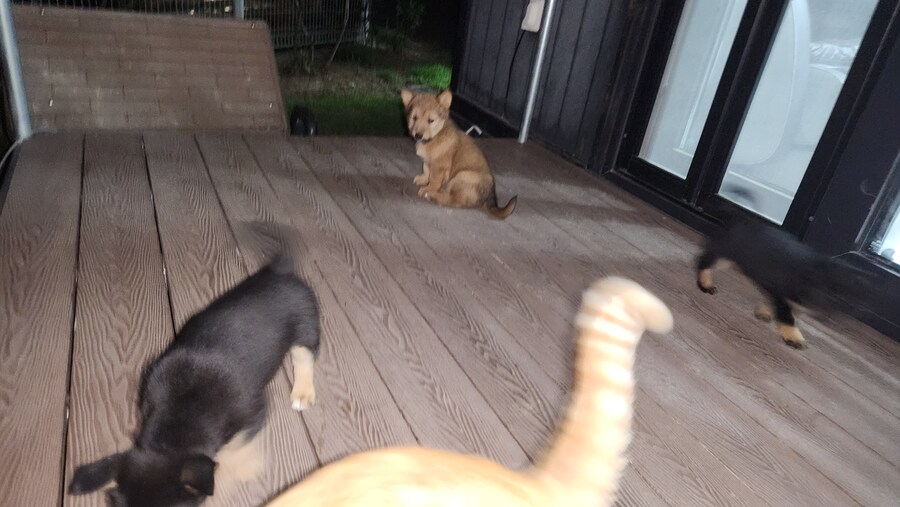 우리집 고양이 보구가_14.jpg