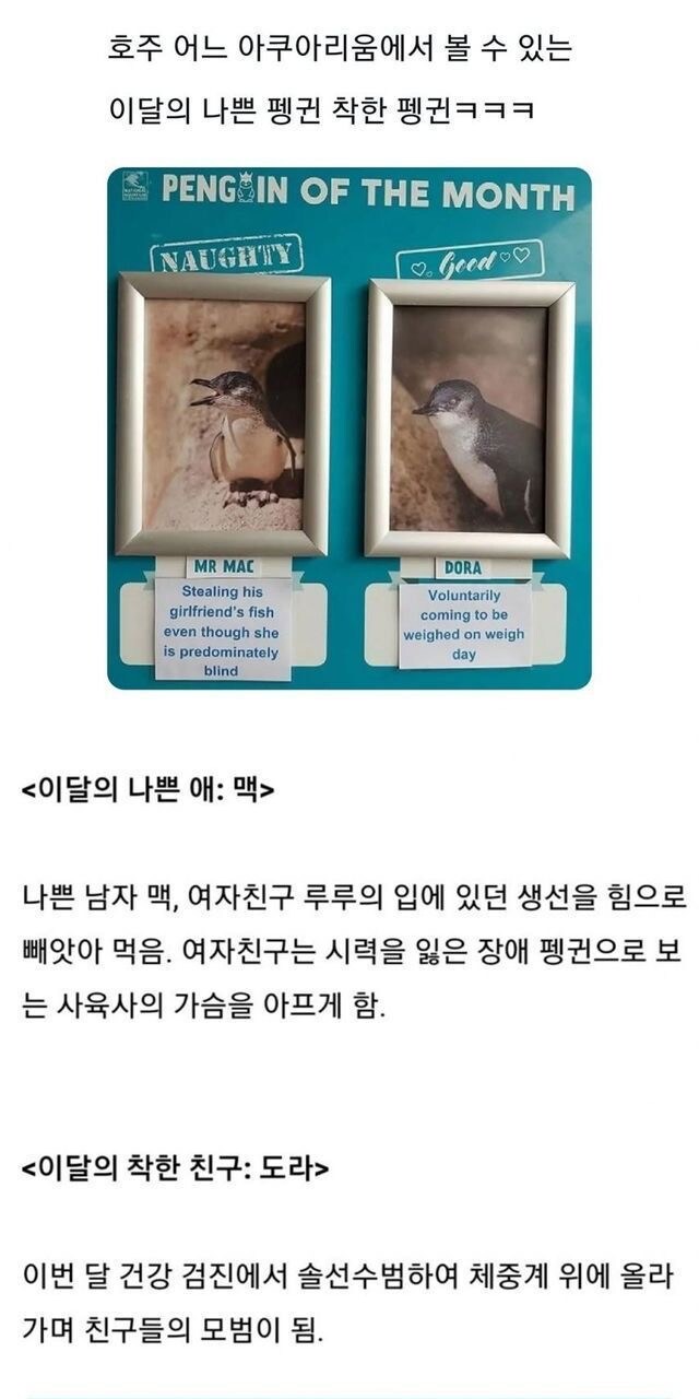호주 아쿠아리움의 나쁜 펭귄과 착한 펭귄.jpg_1.png