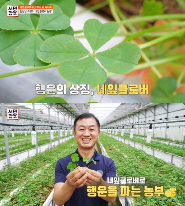보기 정말 힘들다는 행운의 상징 네잎클로버에 대한 사실_1.webp