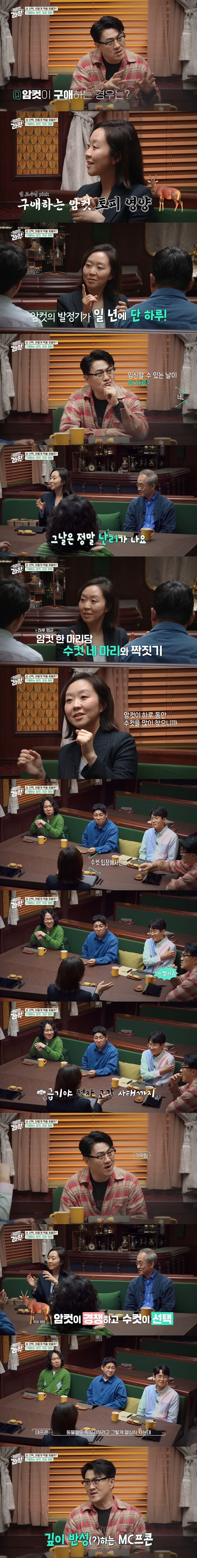 암컷 경쟁에 수컷 정액이 남아나질 않는다는 동물_1.jpg
