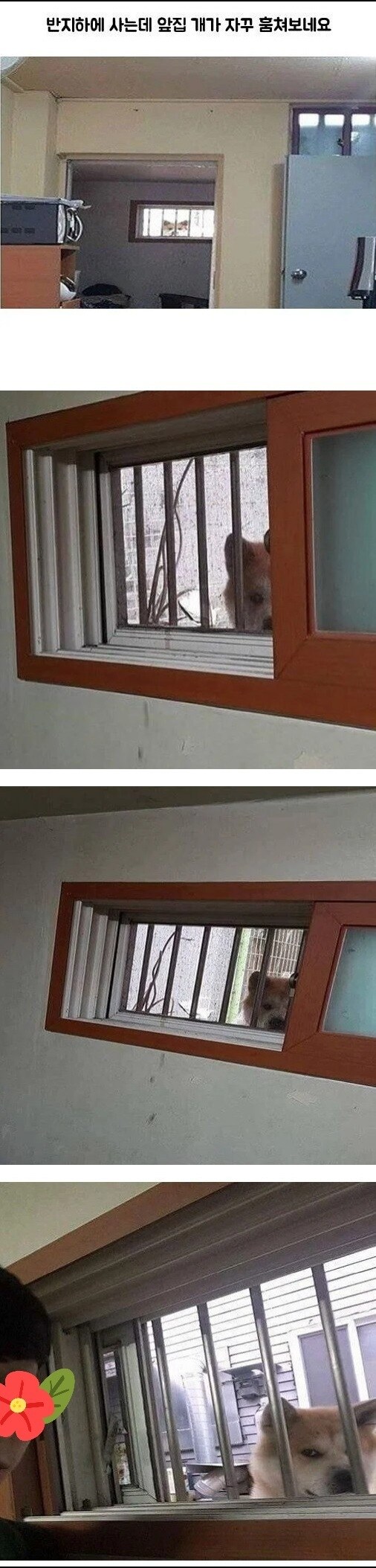 개가 자꾸 쳐다봄_1.jpg