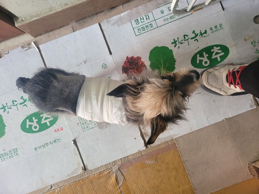 큰댕댕이 병원간김에 작은댕댕이도 치료받고옴_1.jpg