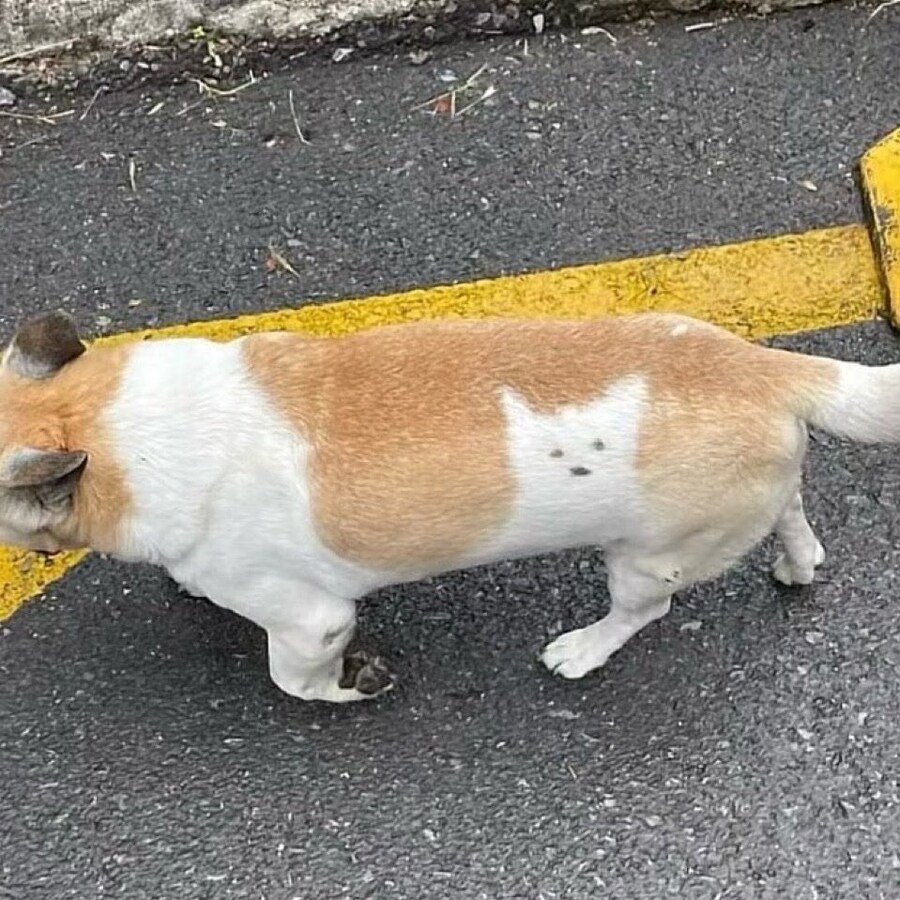 젠장 인간 도와줘!! 그녀석은 가짜야!!_1.jpg