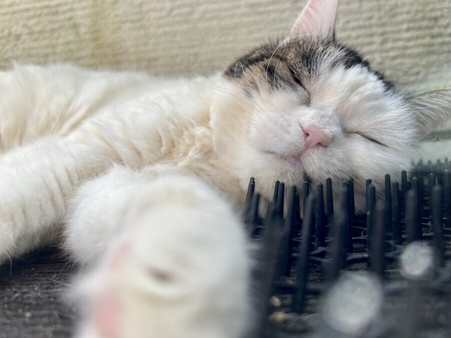길고양이 퇴치용 장판 구매 후기. jpg_2.png