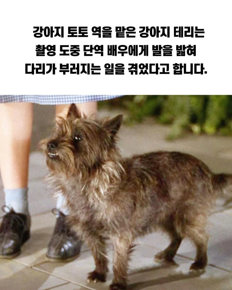 괴담이 끊이지 않는 고전 레전드 영화.jpg_2.webp
