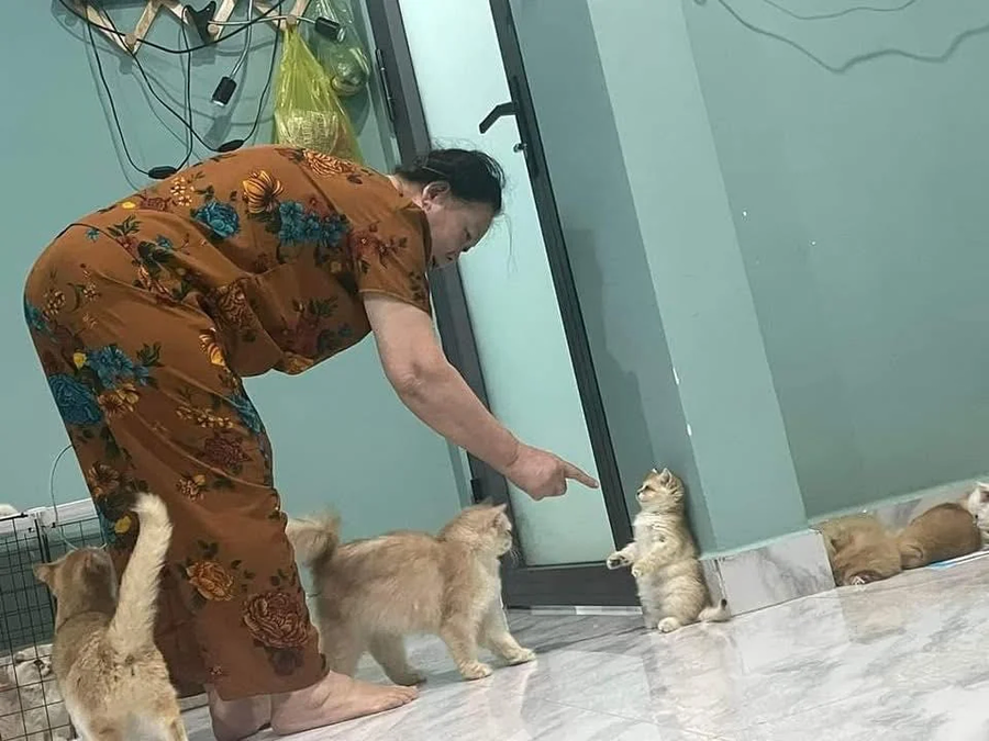 집사와 어미냥에게 동시에 혼나는 아기고양이_1.webp