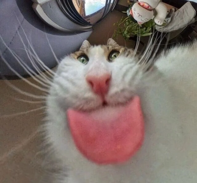 고양이 밥그릇 카메라 시점.jpg_4.webp