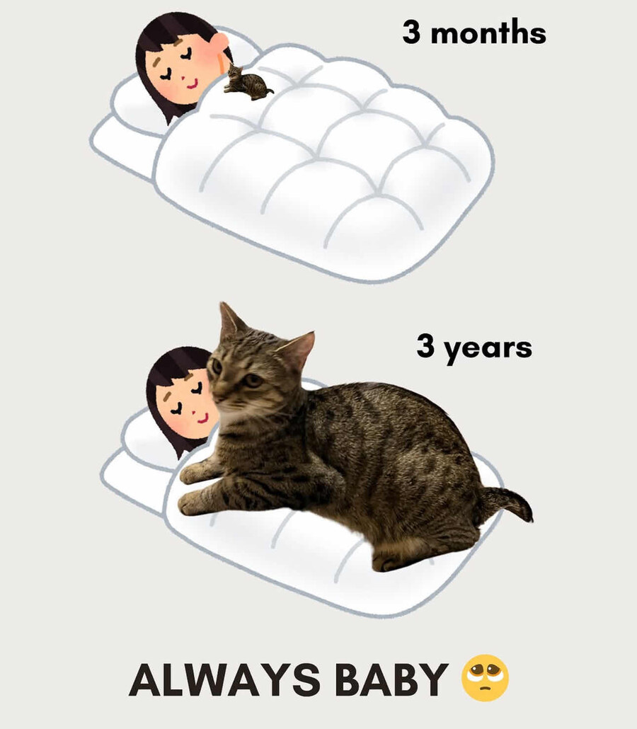 고양이 키우는 집사들이 공감하는 짤_1.jpg