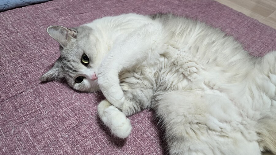 왜 고우앵이는 발라당 누워 있는거지 ㅋㅋㅋ_3.jpg