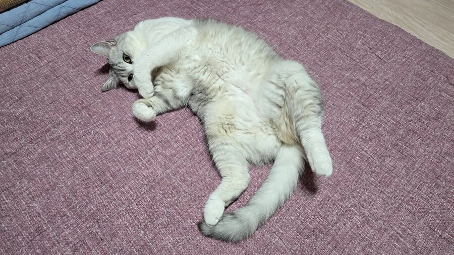 왜 고우앵이는 발라당 누워 있는거지 ㅋㅋㅋ_9.jpg