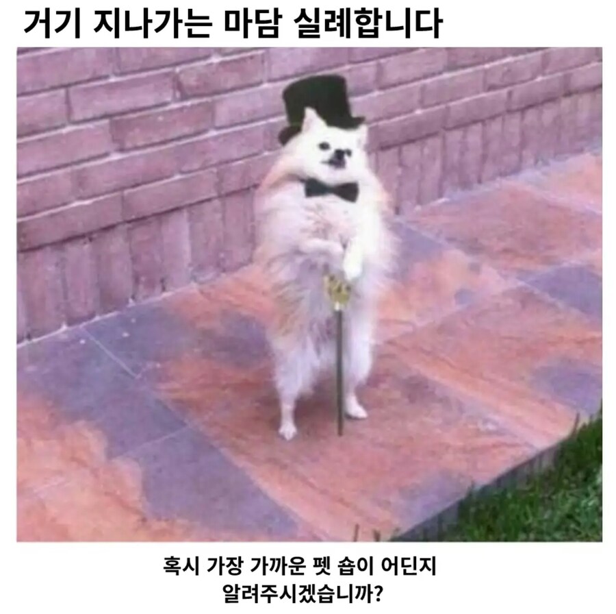 신사적인 강아지_1.jpg