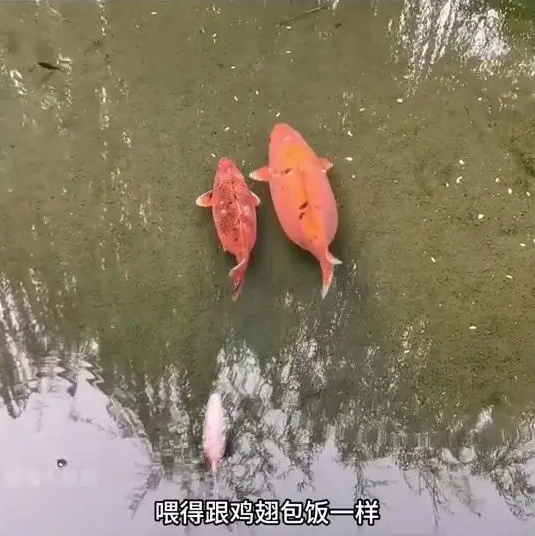 수중생물에 인간이 개입되면 벌어지는 일_2.webp