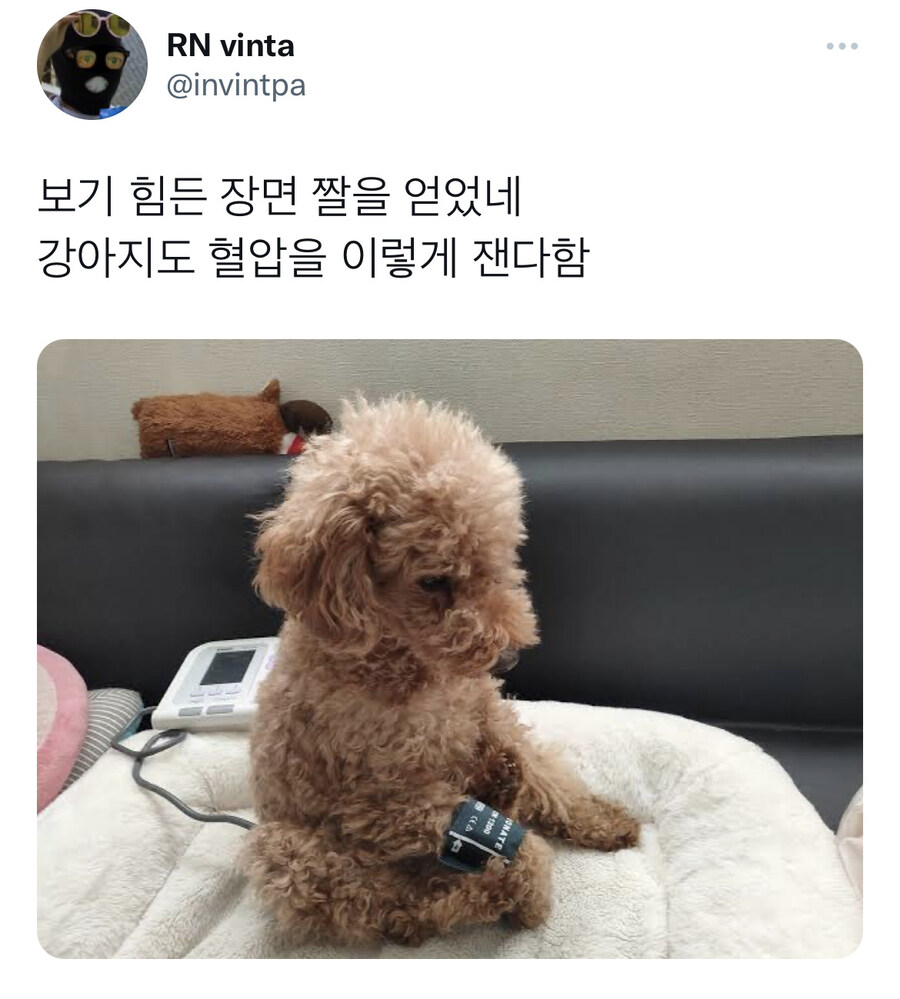 강아지 혈압 재는 법_1.jpg