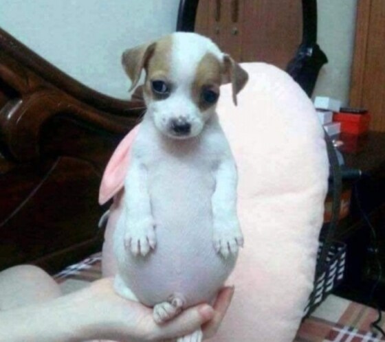 고구마 강아지_1.jpg