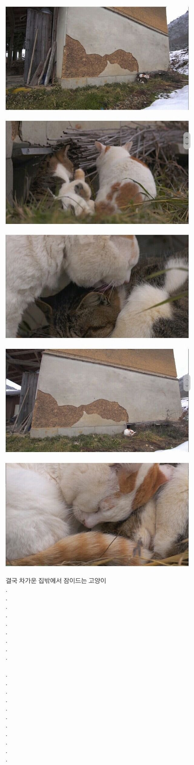 할아버지와 고양이_3.jpg