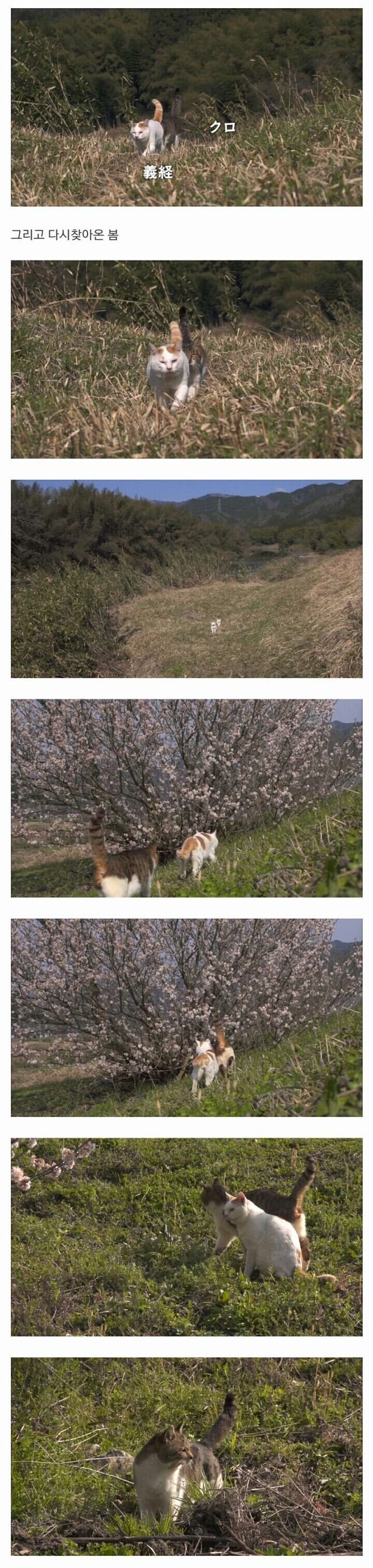 할아버지와 고양이_5.jpg