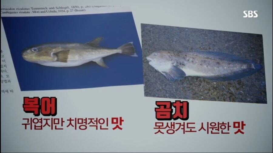 실수로 곰치대신 복어를 팔아버린 사건_3.jpg